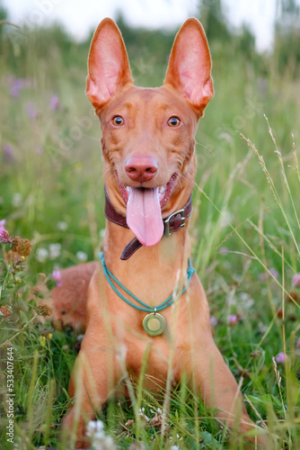 The young adult pharaoh hound breed dog walks in nature. Evening time grass field.