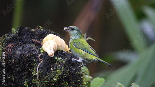 Female black-capped tanager (Stilpnia heinei) eating a banana in Mindo, Ecuador