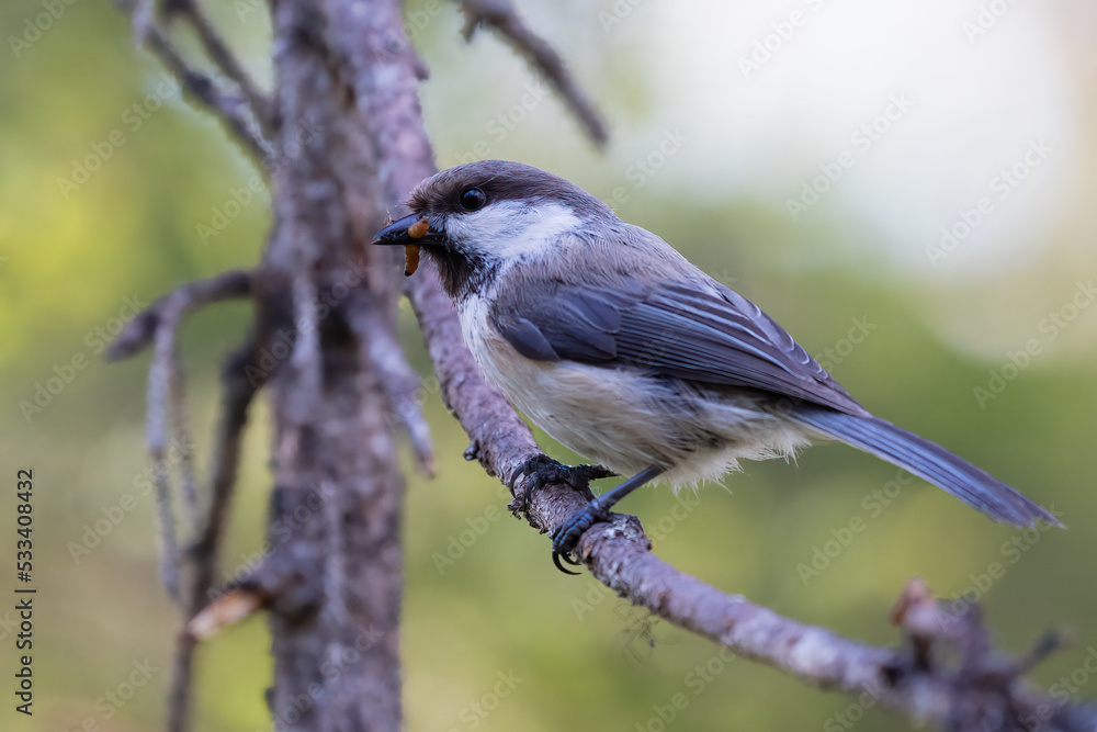 Obraz premium Siberian Tit