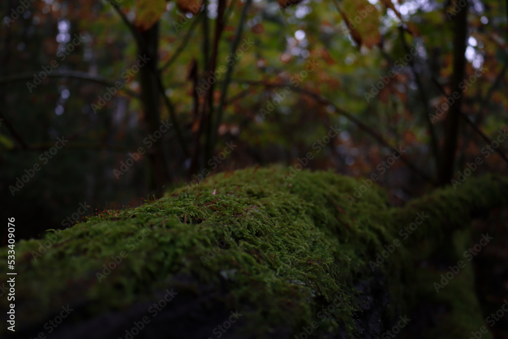 Obraz premium moss covered tree