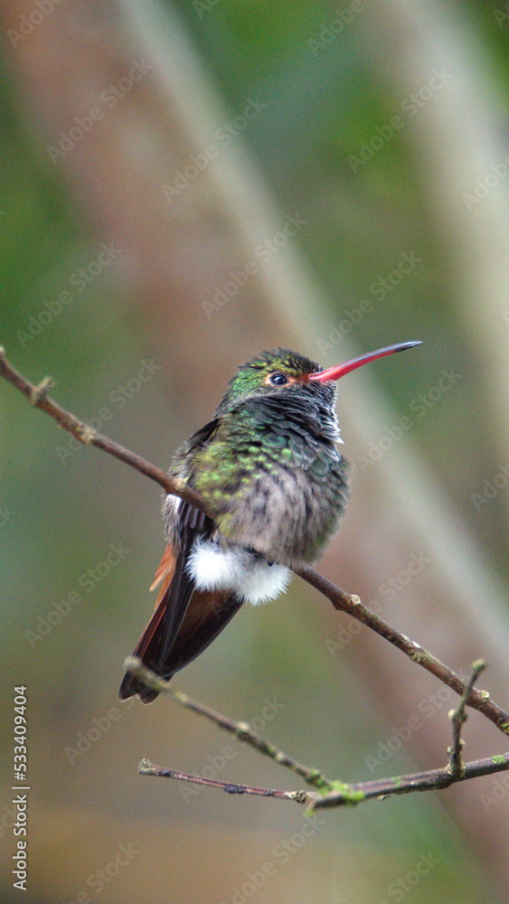 Obraz premium Rufous-tailed hummingbird (Amazilia Tzatcl) perched on a twig in Mindo, Ecuador