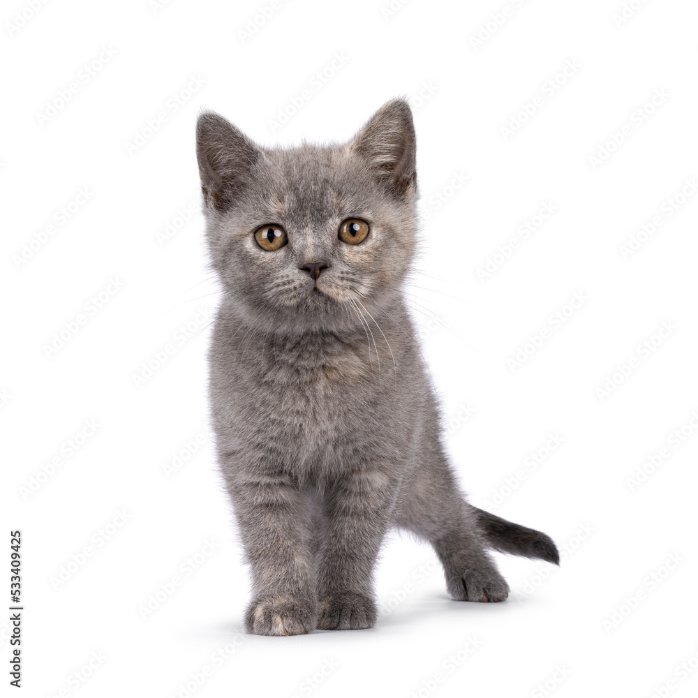 Obraz premium Cute blue cream British Shorthair cat kitten, standing up facing front. Looking curious towards camera. Isolated on a white background.