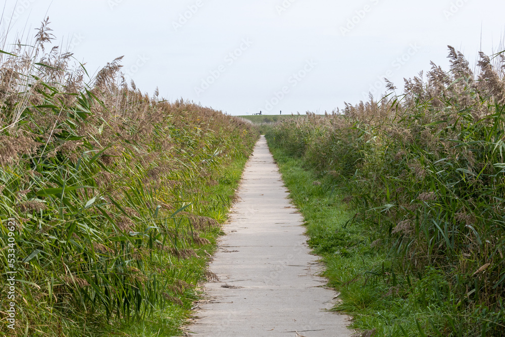 path to the beach in summer
