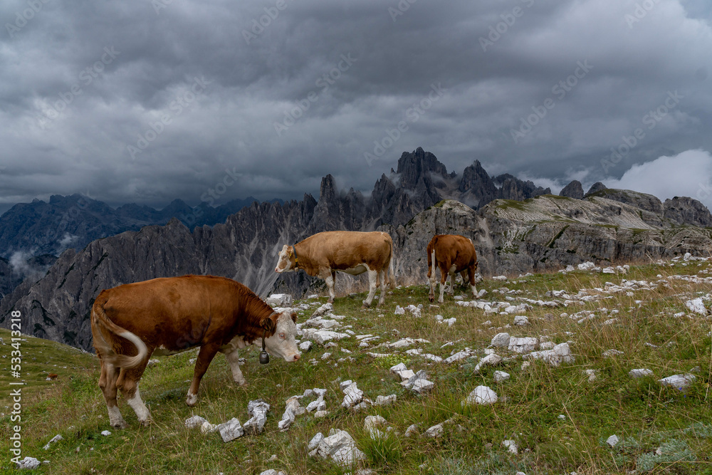 cows in the dolomites

