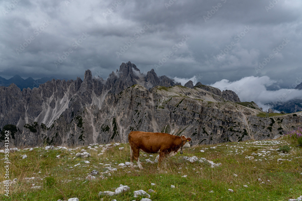 cows in the dolomites
