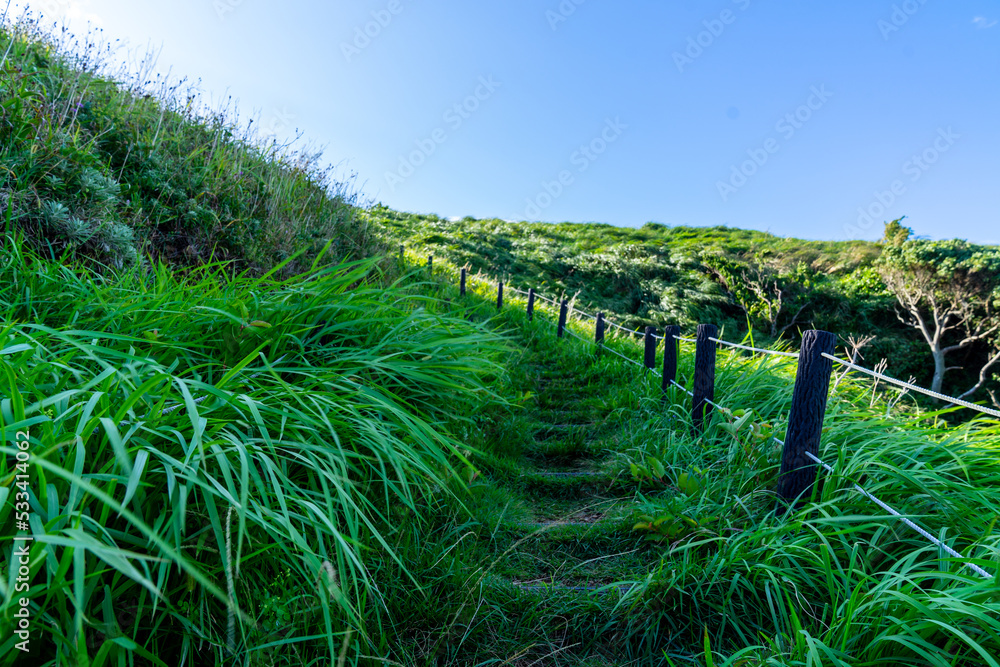 Obraz premium Green Road Grass