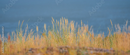 yellow grass near the sea, blue sea on a blurry background