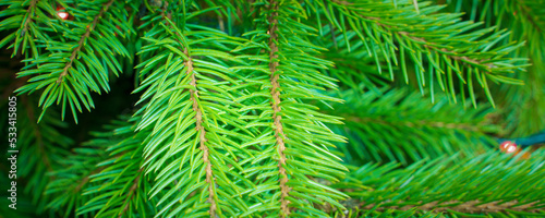 green branches of a christmas tree  close up