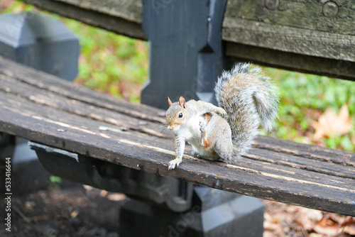 squirrel on a bench in Central Park, New York. photo during the day.
