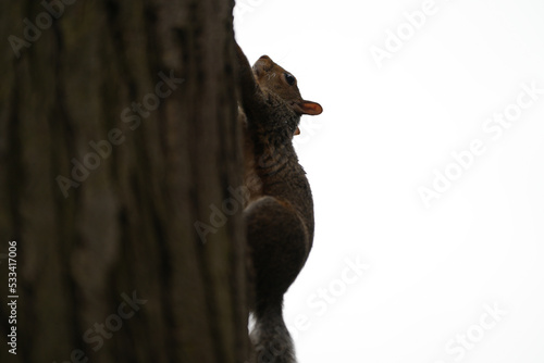 squirrel. squirrel on a tree trunk. photo during the day.