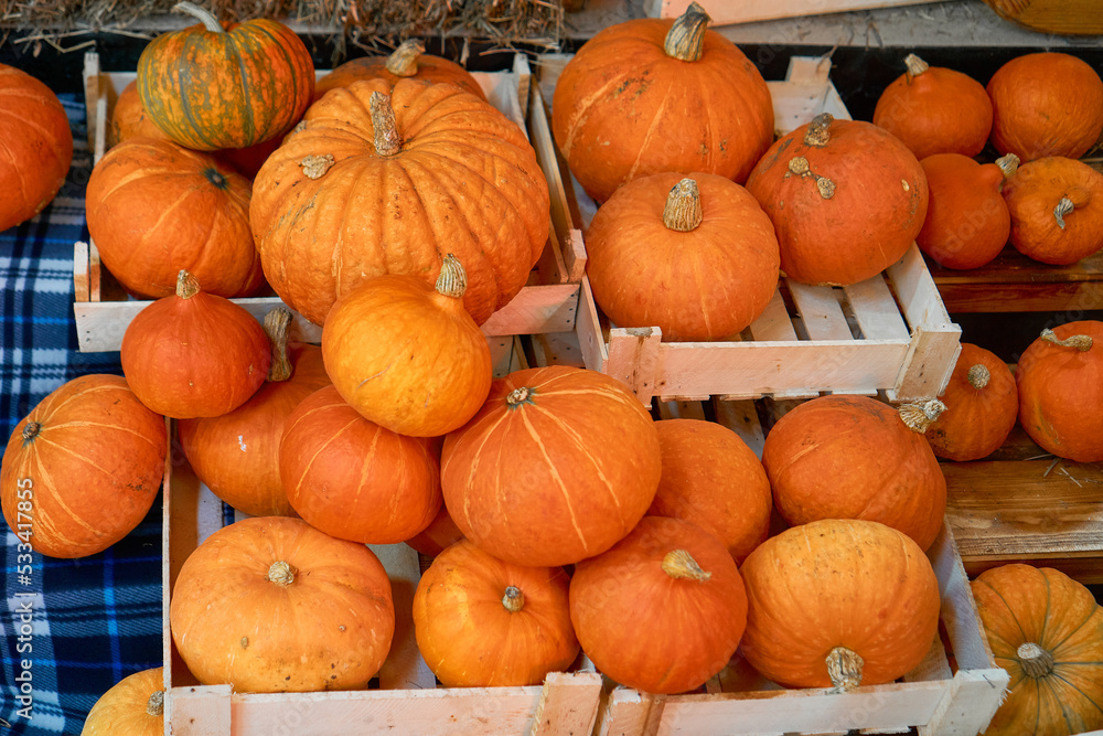 autumn harvest concept. Bunch of orange pumpkins inside wooden boxes, stack of hay, checkered blue plaid festival, thanksgiving day, helloween. counter for sale,rural still life,agriculture, farming autumn harvest concept. Bunch of orange pumpkins inside wooden boxes, stack of hay, checkered blue plaid festival, thanksgiving day, helloween. counter for sale,rural still life,agriculture, farming