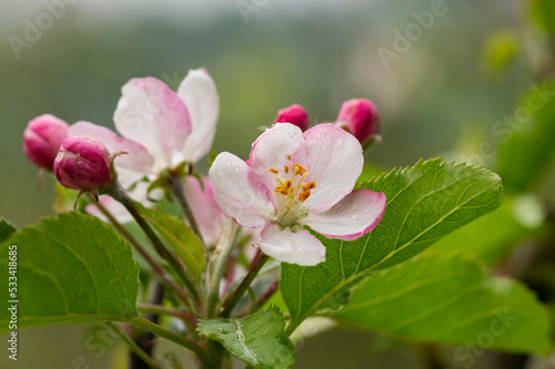 tree - apple trees blossomed, close-up of white and pink flowers of a fruit tree on a branch on a blurred background © Anna