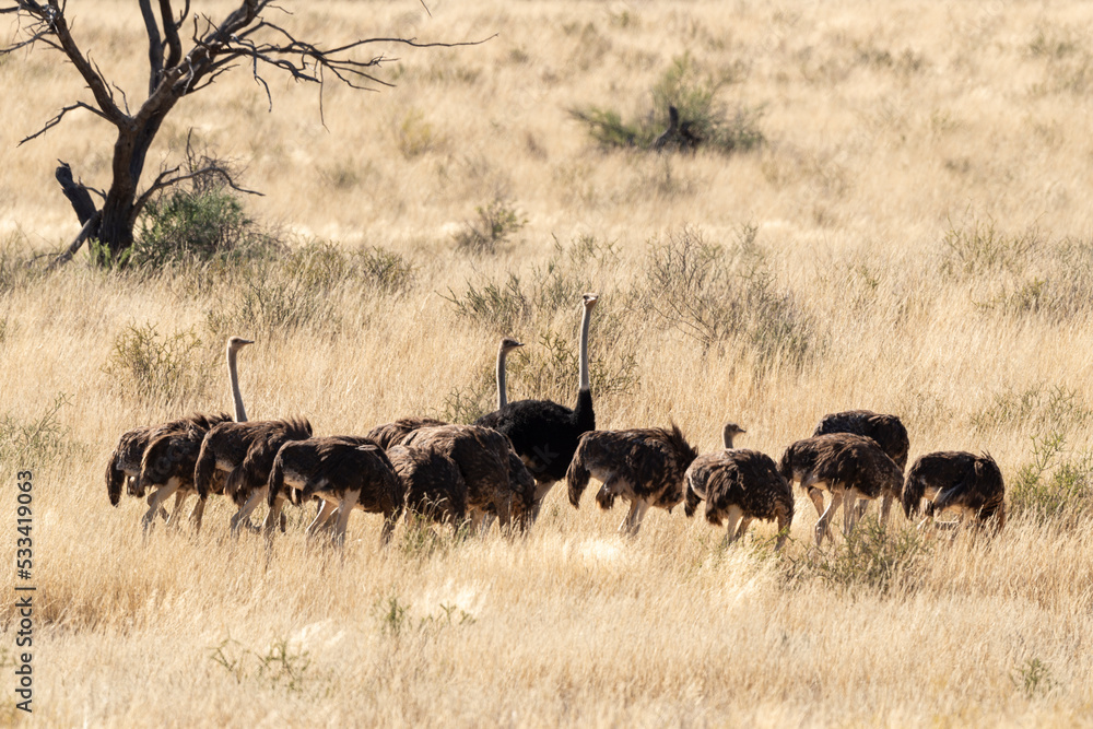 Autruche d'Afrique, .Struthio camelus, Common Ostrich, Désert du Kalahari, Afrique du Sud Autruche d'Afrique, .Struthio camelus, Common Ostrich, Désert du Kalahari, Afrique du Sud