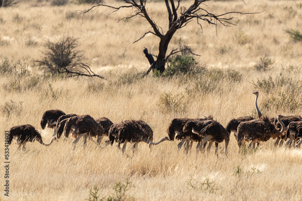 Autruche d'Afrique, .Struthio camelus, Common Ostrich, Désert du Kalahari, Afrique du Sud Autruche d'Afrique, .Struthio camelus, Common Ostrich, Désert du Kalahari, Afrique du Sud