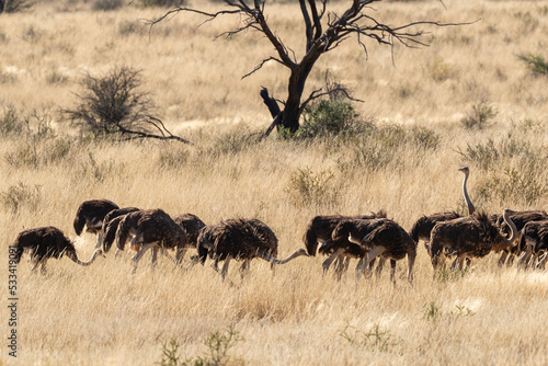 Fototapeta Naklejka Na Ścianę i Meble -  Autruche d'Afrique, .Struthio camelus, Common Ostrich, Désert du Kalahari, Afrique du Sud