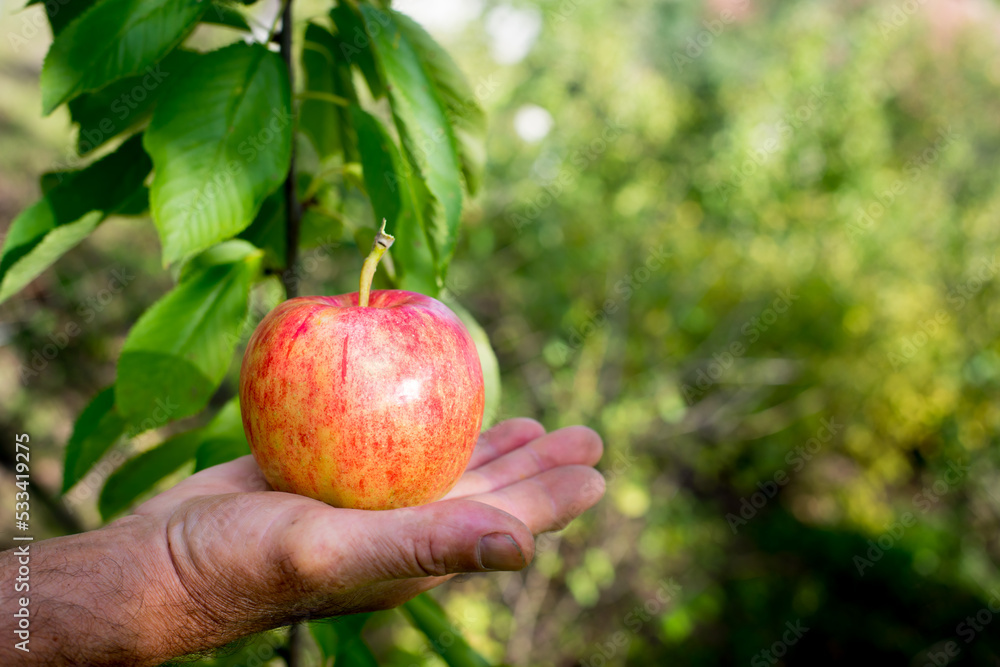 apple in hand in a beautiful garden apple in hand in a beautiful garden