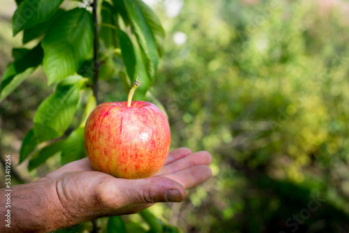 apple in hand in a beautiful garden