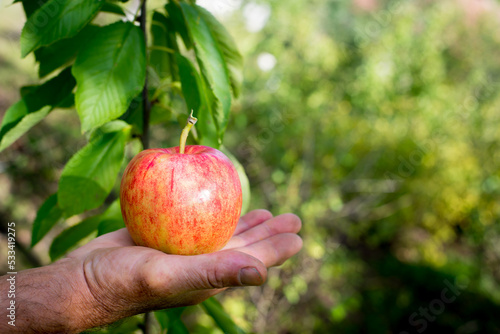 apple in hand in a beautiful garden