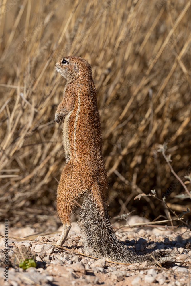 Ecureuil de terre du Cap, Xerus inauris, Désert du Kalahari, Afrique du Sud Ecureuil de terre du Cap, Xerus inauris, Désert du Kalahari, Afrique du Sud