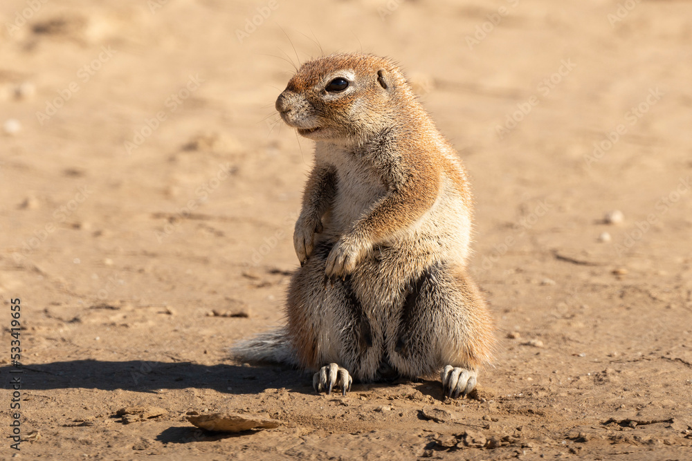 Ecureuil de terre du Cap, Xerus inauris, Désert du Kalahari, Afrique du Sud Ecureuil de terre du Cap, Xerus inauris, Désert du Kalahari, Afrique du Sud