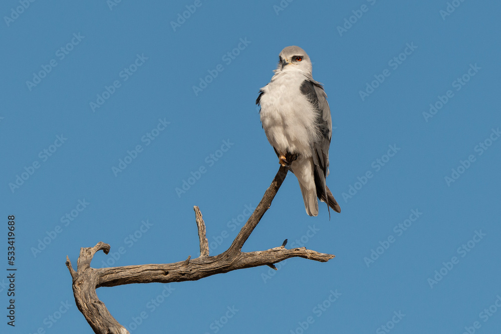 Elanion blanc, .Elanus caeruleus, Black winged Kite Elanion blanc, .Elanus caeruleus, Black winged Kite