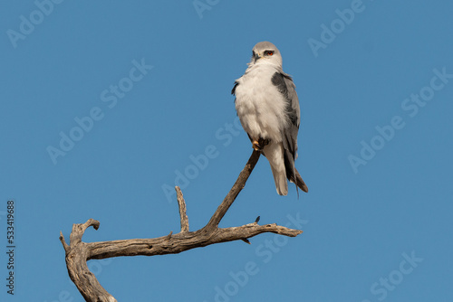 Elanion blanc, .Elanus caeruleus, Black winged Kite