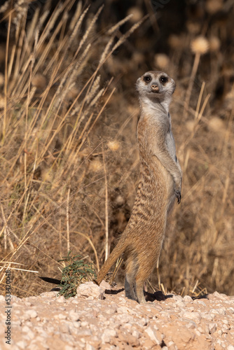 Suricate, Suricata suricatta, Parc national Kalahari, Afrique du Sud
