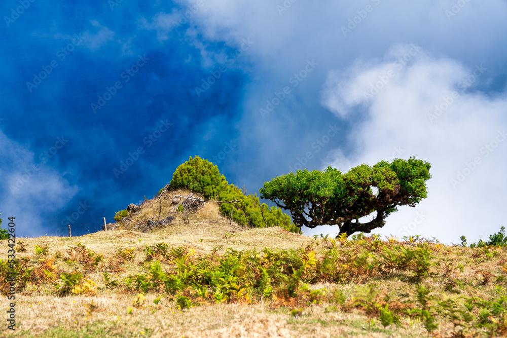 Beautiful laurel trees in the afternoon sunset in the Fanal Forest, Madeira, Portugal. Ancient laurel trees, landscape view of the trees in summer