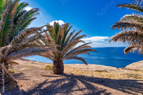 Fototapeta Naklejka Na Ścianę i Meble -  Palms along a beautiful island coastline