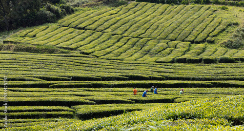 Azoren: Tee-Anbau auf der Insel Sao Miguel  photo