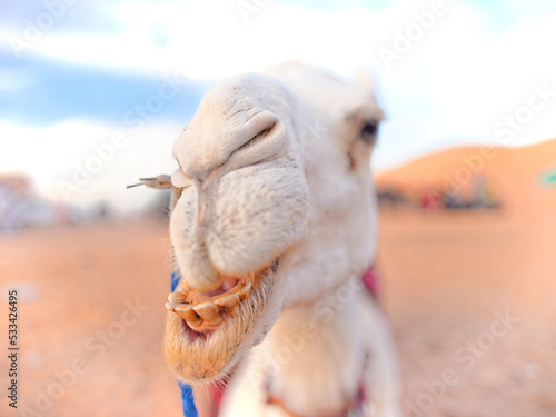 Funny portrait of camel photo