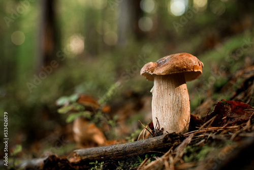 selective focus on large beautiful edible porcini mushroom growing in forest