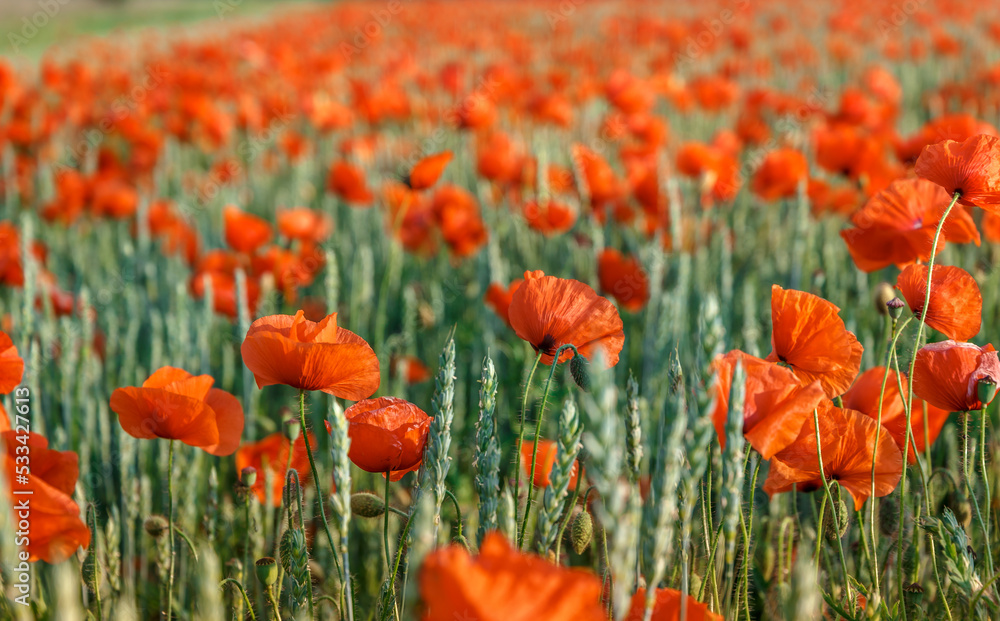 Obraz premium Poppies field in rays sun. Flowers Red poppies blossom on wild field. Beautiful field red poppies with selective focus. Red poppies under of sunlight. majestic rural landscape. soft focus.