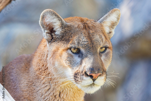 Close up shot of Florida panther