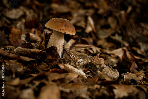 Close-up of mushroom growing among yellowed leaves and dry tree branches and needles