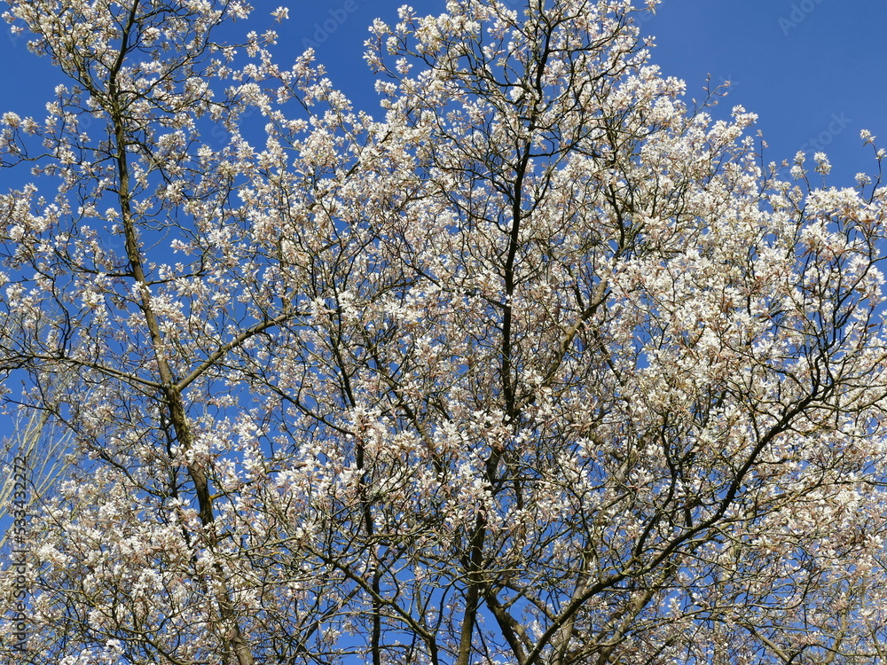 Pretty white blossom buds at the beginning of spring Pretty white blossom buds at the beginning of spring