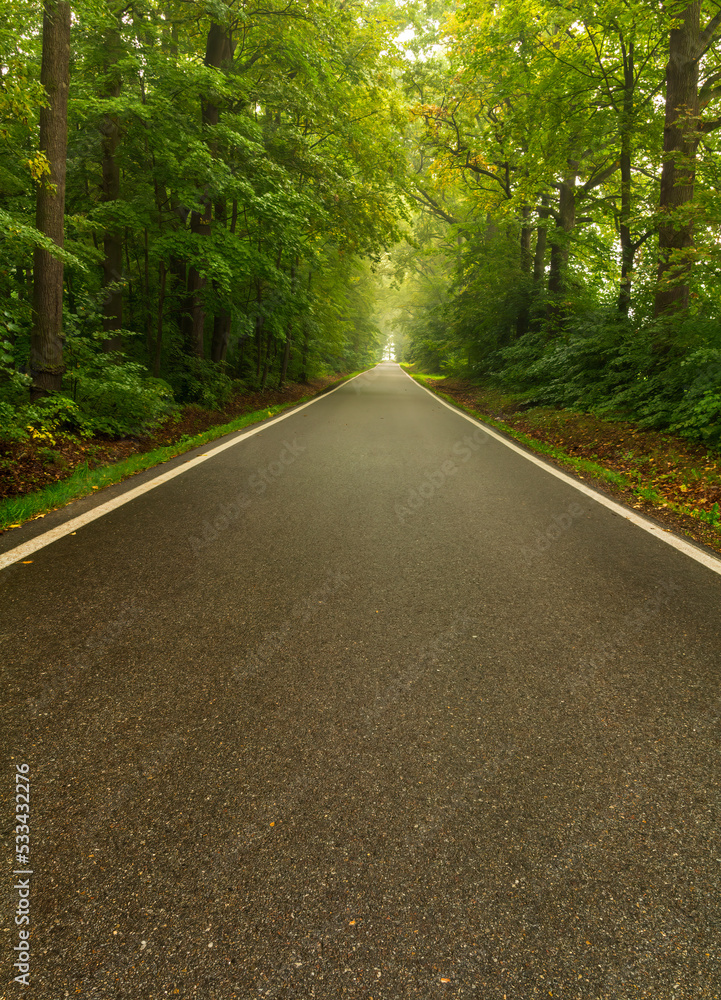 Fototapeta premium Green forest with asphalt road at misty fog morning weather. Traffic at dangerous weather concept background