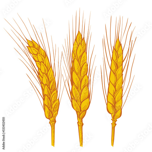 Ears of wheat. Barley cereals harvest, spike, grain, corn, agriculture, organic farming, healthy food symbol. Bakery design element. Vector illustration