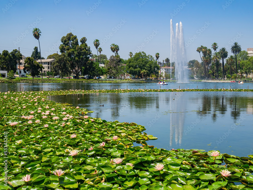 Lotus blossom in the Echo Park Lake