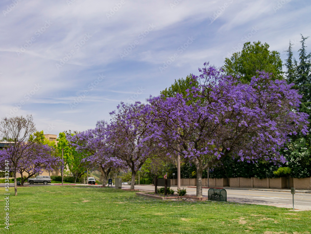 Daytime view of the Jacaranda Trees blossom