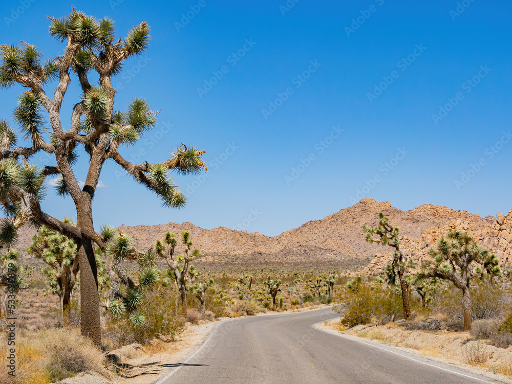 Landscape in Joshua Tree National Park Landscape in Joshua Tree National Park