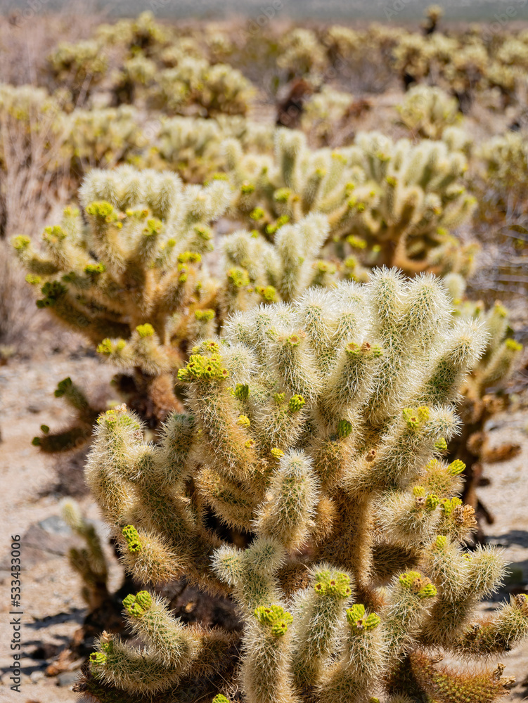 Cholla Cactus Garden in Joshua Tree National Park Cholla Cactus Garden in Joshua Tree National Park