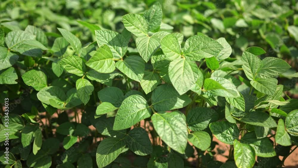 Agriculture. plantation a soybean field green bean plants close-up. business farming concept. soybean cultivation, vegetables, plant care lifestyle. movement for a green soybean field. bio farm Agriculture. plantation a soybean field green bean plants close-up. business farming concept. soybean cultivation, vegetables, plant care lifestyle. movement for a green soybean field. bio farm