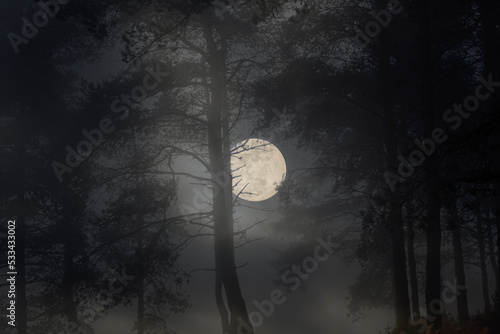 Fotografia Rising moon in a creepy woods