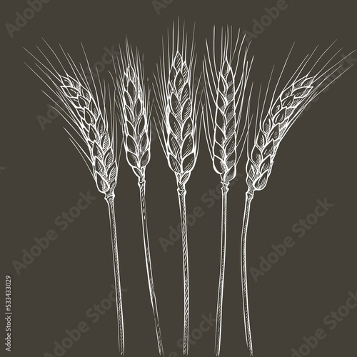 Ears of wheat. Barley cereals harvest, spike, grain, corn, agriculture, organic farming, healthy food symbol. Bakery design element. Vector illustration