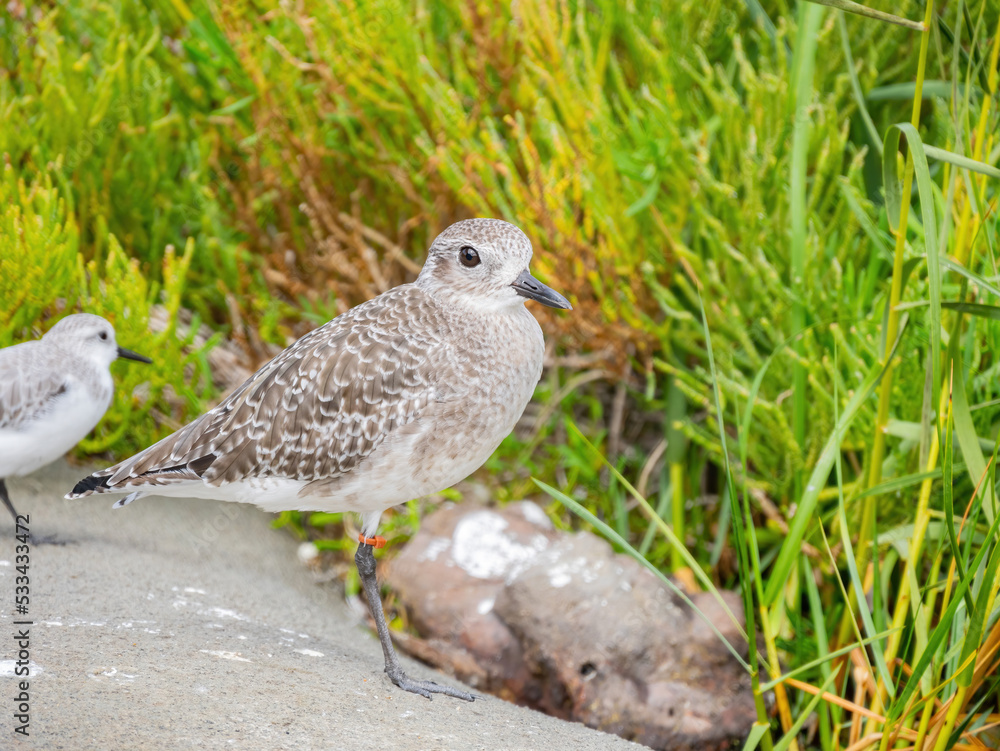Close up shot of cute Grey plover Close up shot of cute Grey plover