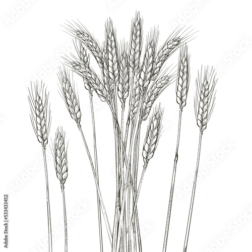 Ears of wheat. Barley cereals harvest, spike, grain, corn, agriculture, organic farming, healthy food symbol. Bakery design element. Vector illustration