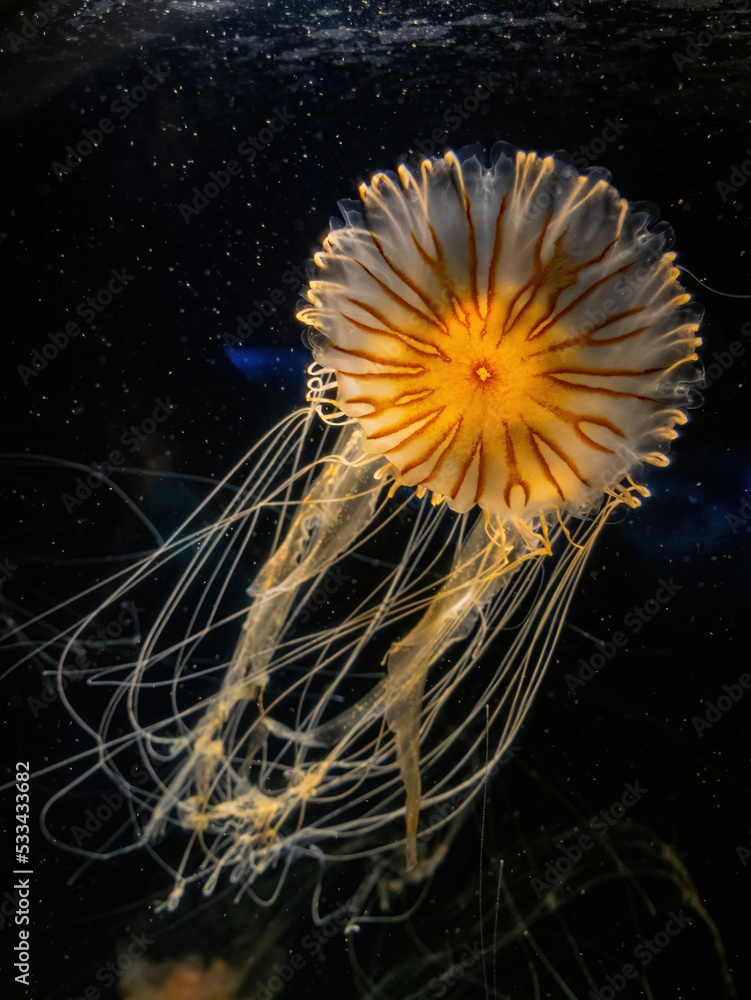 Close up shot of jellyfish swimming