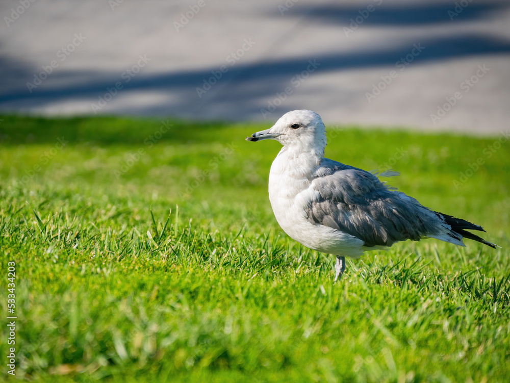 Close up shot of Seagull walking on meadow Close up shot of Seagull walking on meadow