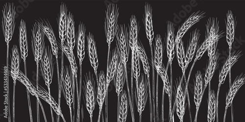 Ears of wheat. Barley cereals harvest, spike, grain, corn, agriculture, organic farming, healthy food symbol. Bakery design element. Vector illustration